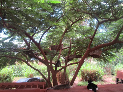 cats, Kittens, Hawaii, Hawaiian Islands, Lanai, Lana Animal Rescue Center, LARC, stray cats, Kathy Carroll, Travel, Volunterring in Hawaii, Adopt cats in Hawaii, cat paradise, cat rescue in Hawaii