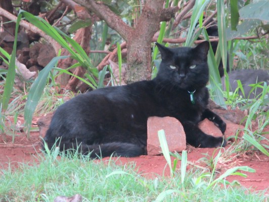 cats, Kittens, Hawaii, Hawaiian Islands, Lanai, Lana Animal Rescue Center, LARC, stray cats, Kathy Carroll, Travel, Volunterring in Hawaii, Adopt cats in Hawaii, cat paradise, cat rescue in Hawaii