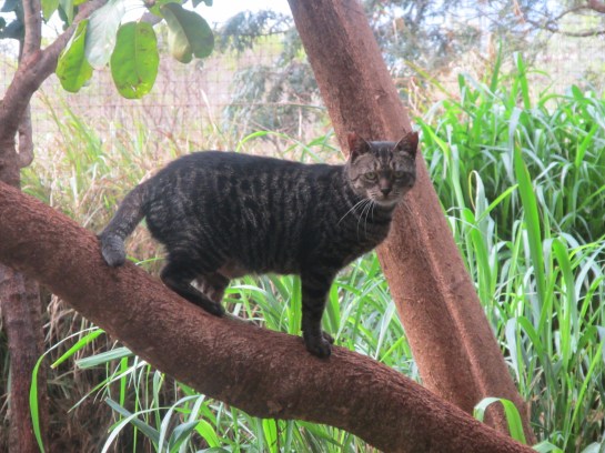 cats, Kittens, Hawaii, Hawaiian Islands, Lanai, Lana Animal Rescue Center, LARC, stray cats, Kathy Carroll, Travel, Volunterring in Hawaii, Adopt cats in Hawaii, cat paradise, cat rescue in Hawaii