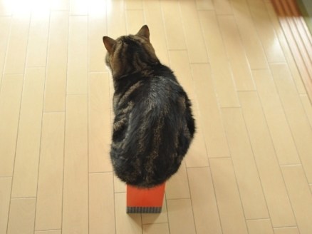 cats, boxes, kittens, cat houses, silver tabby, Meowses, Awesome Cat Houses, Kickstarter, Maru the Cat