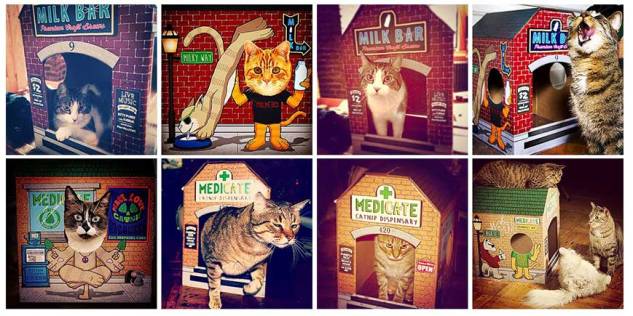 cats, boxes, kittens, cat houses, Meowses, Awesome Cat Houses, Kickstarter, Smokey The Cat
