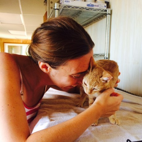 cats, kittens, rescue, Lanai, Hawaii, Lanai Animal Rescue Center, Orange tabby cats, spay, nueter, adopt, volunteer, travel