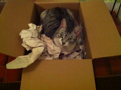 cats, boxes, kittens, cat houses, silver tabby, Meowses, Awesome Cat Houses, Kickstarter, 