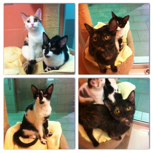 cats, kittens, volunteer, cat cuddler, Tortieshell cats, calico cats, Black and white cats, Toronto Animal Services, foster, cat rescue, cat adoptions, donate 