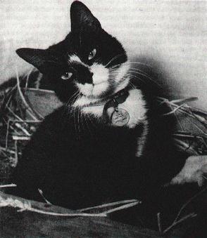 cats, cats in wartime, remembrance day, famous cats of war, history, animals of war