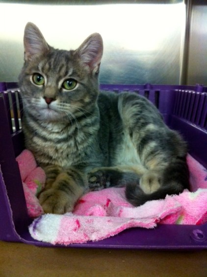 Cats, kittens, Toronto Animal Services, Adopt a cat, Grey Tabby cats, Cat rescue, Adopt don't shop, Volunteer, foster, Animal Shelter, Toronto