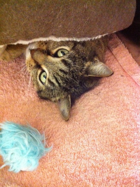 cats, brown tabby cats, adoption, Toronto Animal Services, south region, Toronto, resuce, pets, volunteering 