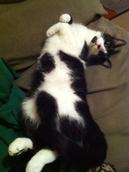 cats, cat rescue, stray cats, cat adoption, Black and white cats, Monroe, Cat sitting, Cuddles n Wallks Pet sitting,