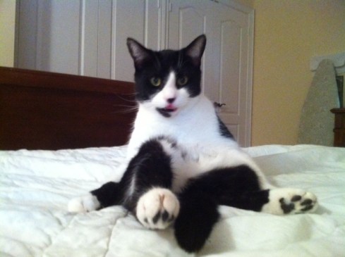 cats, cat rescue, stray cats, cat adoption, Black and white cats, Monroe, Cat sitting, Cuddles n Wallks Pet sitting,