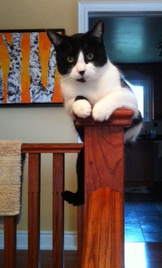 cats, cat rescue, stray cats, cat adoption, Black and white cats, Monroe, Cat sitting, Cuddles n Wallks Pet sitting,