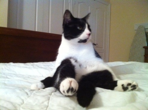 cats, cat rescue, stray cats, cat adoption, Black and white cats, Monroe, Cat sitting, Cuddles n Wallks Pet sitting,