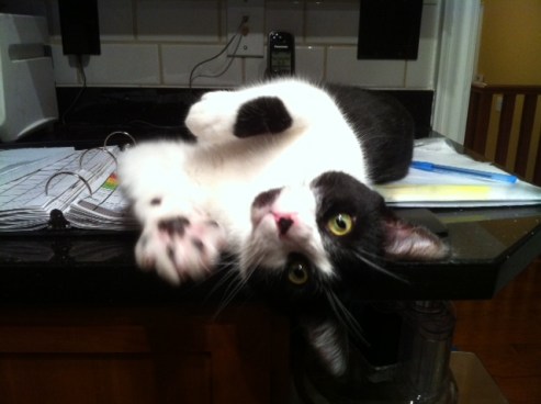 cats, cat rescue, stray cats, cat adoption, Black and white cats, Monroe, Cat sitting, Cuddles n Wallks Pet sitting,