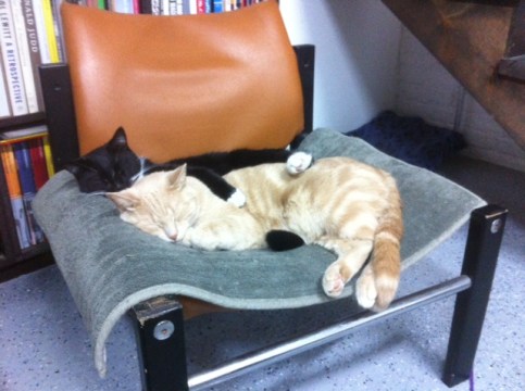 Lets Talk about your cat, cats, Orange tabby, cat adoption, Toronto Animal Services, Toronto Cat Rescue, Melanie Lowe, They Choose You, Cats as artists muse, cats in art