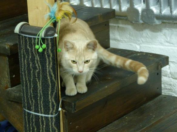 cats, kittens, Cats in Art, Toronto, Melanie Lowe, Toronto Cat Rescue, They Choose You, Artscape Youngplace, Toronto, cat adoption, cat rescue, cat crafts, Emily Gove, Indiegogo campaign, community helping cats, 