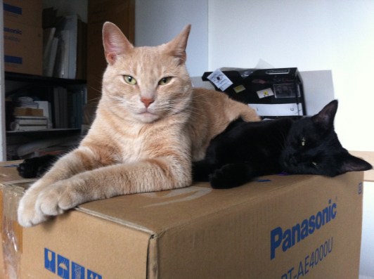 Lets Talk about your cat, cats, Orange tabby, cat adoption, Toronto Animal Services, Toronto Cat Rescue, Melanie Lowe, They Choose You, Cats as artists muse, cats in art