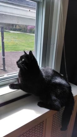 cats, Xander the Rescued Lab Cat, Cats used in research, rescue cats, Let's Talk About Your Cat, Black cats, Calico cats, Grey Tabby cats, Buff tabby Cats, Beagle Freedom Project, Animal Care & Control Team of Philadelphia, cats used in medical research, Physicians Committee for Responsible Medicine, The Humane Society of the United States, Animal Alliance of Canada, cruelty free products, choose cruelty free products, Leaping bunny products,