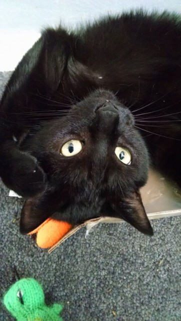 cats, Xander the Rescued Lab Cat, Cats used in research, rescue cats, Let's Talk About Your Cat, Black cats, Calico cats, Grey Tabby cats, Buff tabby Cats, Beagle Freedom Project, Animal Care & Control Team of Philadelphia, cats used in medical research, Physicians Committee for Responsible Medicine, The Humane Society of the United States, Animal Alliance of Canada, cruelty free products, choose cruelty free products, Leaping bunny products,