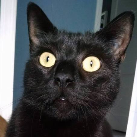 cats, Xander the Rescued Lab Cat, Cats used in research, rescue cats, Let's Talk About Your Cat, Black cats, Calico cats, Grey Tabby cats, Buff tabby Cats, Beagle Freedom Project, Animal Care & Control Team of Philadelphia, cats used in medical research, Physicians Committee for Responsible Medicine, The Humane Society of the United States, Animal Alliance of Canada, cruelty free products, choose cruelty free products, Leaping bunny products,