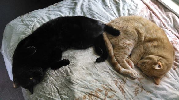 cats, Xander the Rescued Lab Cat, Cats used in research, rescue cats, Let's Talk About Your Cat, Black cats, Calico cats, Grey Tabby cats, Buff tabby Cats, Beagle Freedom Project, Animal Care & Control Team of Philadelphia, cats used in medical research, Physicians Committee for Responsible Medicine, The Humane Society of the United States, Animal Alliance of Canada, cruelty free products, choose cruelty free products, Leaping bunny products,