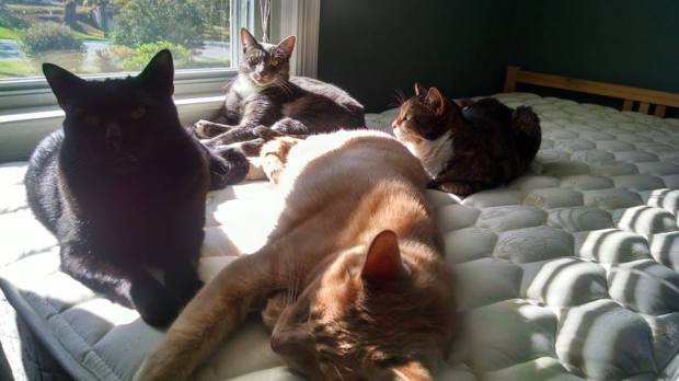 cats, Xander the Rescued Lab Cat, Cats used in research, rescue cats, Let's Talk About Your Cat, Black cats, Calico cats, Grey Tabby cats, Buff tabby Cats, Beagle Freedom Project, Animal Care & Control Team of Philadelphia, cats used in medical research, Physicians Committee for Responsible Medicine, The Humane Society of the United States, Animal Alliance of Canada,