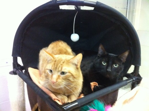 cats, Toronto, Toronto Animal Services, Adopt a cat, Adopt don't shop, cat rescue, Spay, neuter, Animal Shelters, Volunteering with cats, Giving Back, Snowshoe cats, Black cats, Orange Tabby cat, Black cats are awesome, Tabby cats