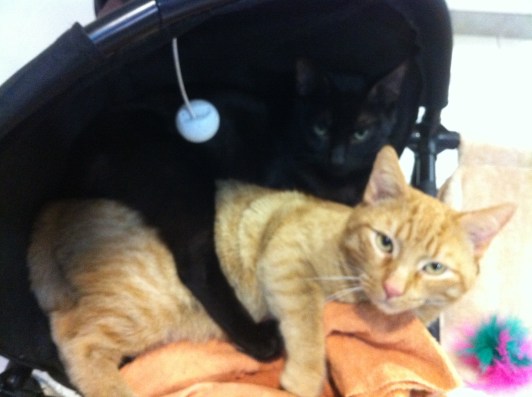 cats, Toronto, Toronto Animal Services, Adopt a cat, Adopt don't shop, cat rescue, Spay, neuter, Animal Shelters, Volunteering with cats, Giving Back, Snowshoe cats, Black cats, Orange Tabby cat, Black cats are awesome, Tabby cats