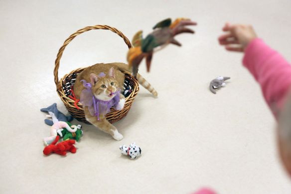 Orange Tabby cats, Cats, Therapy cats, Tendercare of Westwood assisted living Facility, Kalamazoo Michigan, SPCA, Rescue cats, Cat are beneficial to helping people heal, Benefits cats healing properties, Animals as healers, Nursing homes with cats, Old age homes with Therapy cats