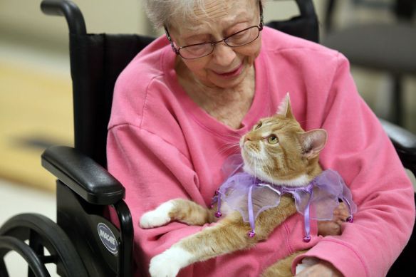 Orange Tabby cats, Cats, Therapy cats, Tendercare of Westwood assisted living Facility, Kalamazoo Michigan, SPCA, Rescue cats, Cat are beneficial to helping people heal, Benefits cats healing properties, Animals as healers, Nursing homes with cats, Old age homes with Therapy cats