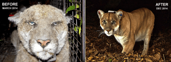 Mountain Lions, Cougars, Hollywood Hills Cougar Photographed by Steve Winter, Big Cats, Wildlife, rat poison and wildlife, Pumas, P-22, Hollywood's favorite Lion Feeling better