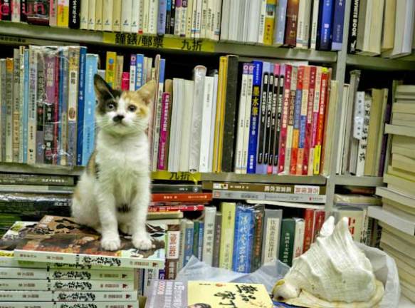 cats, kittens, bookstores , bookstore cats, Hong Kong, Sam Kee Book Company, Saving homeless cats, Community helping cats, Travel,