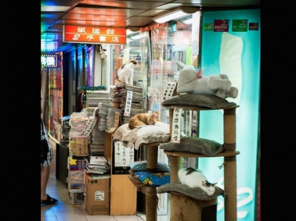 cats, kittens, bookstores , bookstore cats, Hong Kong, Sam Kee Book Company, Saving homeless cats, Community helping cats, Travel, 