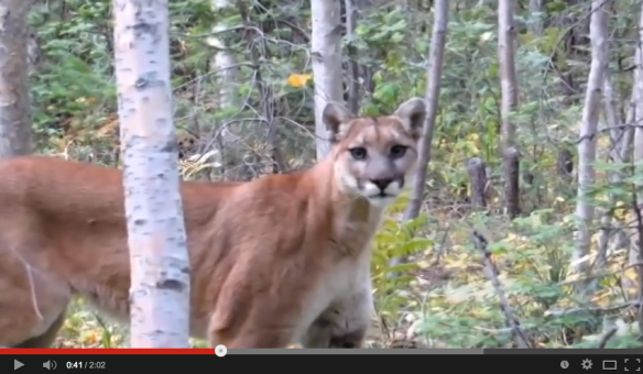 Cougars, Mountain Lions, Pumas, Americas Lion, Save Mountain Lions, Big cats of North America, Endangered cats of North America, Mountain Lion Video, Wildlife photography, Living in harmony with wildlfe, conservation