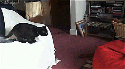 cats, black cats, bean bag chairs, Wordless Wednesday, Funny cat Videos, Cat jumps into bean bag chair, Best cat videos