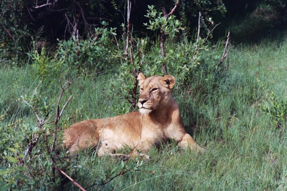 Lions, Africa, Botswana, Lion cubs, Save Lions, Ban Trophy Hunting, Ban Canned Hunting, No cub petting, No walking with Lions, Lions belong in the wild, African Lion Endangered, Extinction is forever. Ethical Toursim, Lions are not Trophies, Lioness in the grass