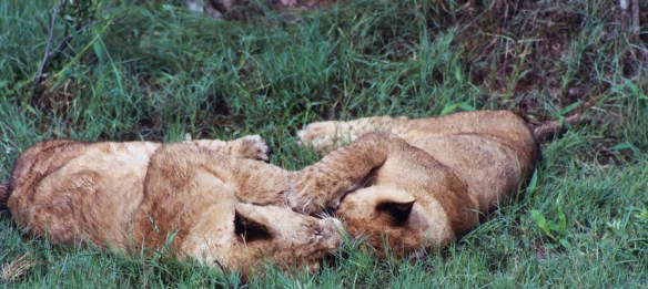 Lions, Africa, Botswana, Lion cubs, Save Lions, Ban Trophy Hunting, Ban Canned Hunting, No cub petting, No walking with Lions, Lions belong in the wild, African Lion Endangered, Extinction is forever. Ethical Toursim, Lions are not Trophies