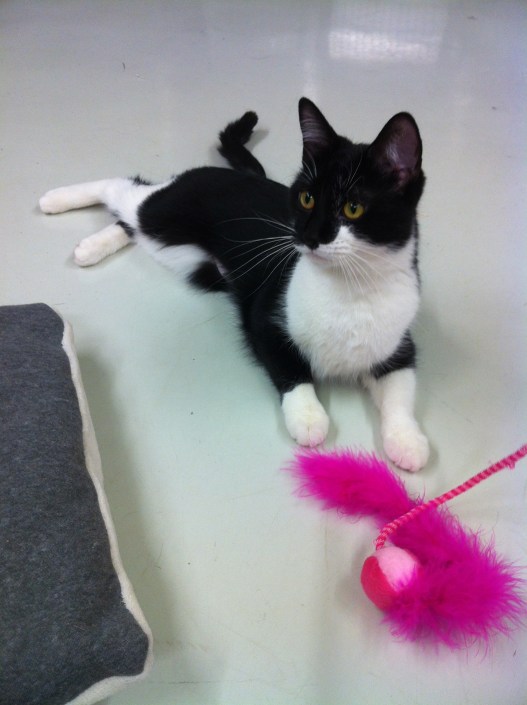 cats, Black and white cats, tuxedo cats, kittens, Toronto, Toronto Animal Services, Cat Adoption,  Spay, Neuter, cat rescue, cats are for life, cat whiskers, cat toys, feather toys, The Letter F