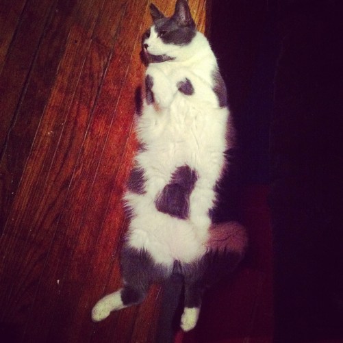 cats, resuce cats, Toronto, Toronto Animal Services, Adopt Don't Shop, Foster cats, Grey white cats, spay cats, neuter cats, Cat are family, Foster Failure