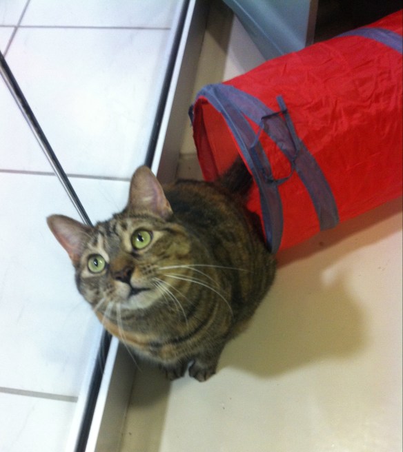 cats, declawed cats, tabby cats, Adopt don't shop, Cat rescue, Toronto, Toronto Animal Services, animal shelters,  Don't Declaw cats, The Paw Project,  Humane alternatives to declawing, must love cats, Ban declawing,