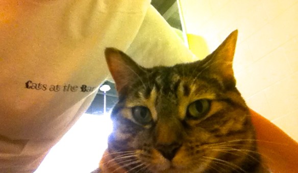 Toronto Animal Services, Adoptable cats, Tsuki, Cats at the Bar, Cat Blogs, Canadian Cat blogs, Orange Tabby Cats, Tsuki Whisker Counter Winner, t shirt contest, Purr and Roar, cats, rescue cats, Habitat Feline St. Paul, Quebec, Cat Refuge 