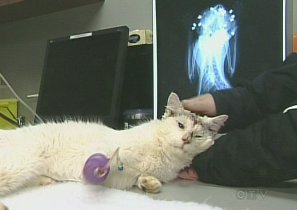cats, Joe the cat, Joe the cat from Sarnia, animal abuse in Sarnia, Ontario, Canada, Cat shoot 17 times with a pellet gun, Animal Cruelty in Ontario, Sarnia and District Humane Society, Blue Cross Animal Hospital, Men charged with animal cruelty, Stregnthen animal cruelty laws in Canada