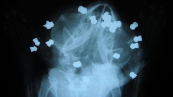 cats, Joe the cat, Joe the cat from Sarnia, animal abuse in Sarnia, Ontario, Canada, Cat shoot 17 times with a pellet gun, Animal Cruelty in Ontario, Sarnia and District Humane Society, Blue Cross Animal Hospital, Men charged with animal cruelty, Stregnthen animal cruelty laws in Canada