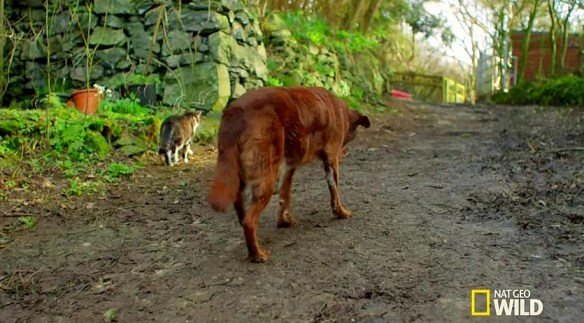 cats, Blind Dogs, Stray Cats, Nat Geo Wild, Best Friends, Animal Loyalty, Cats and Dogs, Cat Videos, Assitance Animals, Tervel, a blind and partially deaf senior chocolate Lab used to feel like he was in a lonely world of his own until he became friends with Pudditat 