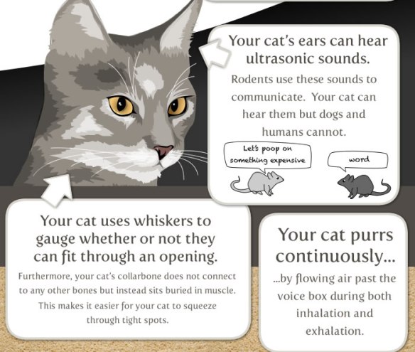 Info graphic, 17 Things worth knowing about your cat, Cats, Cat paws, Things to know about Cats, History of the cat, cat lovers, cats in ancient Egypt, Isaac Newton, Cat flap, Cats see better in the dark, Abraham Lincoln, Cats Purr frequency, Cats can hear ultrasonic sounds, Cats whiskers, Why cats need Taurine, Nikola Tesla, cats can run fast, Cheetahs, domestic cats, The Oatmeal comics, cat cartoons,