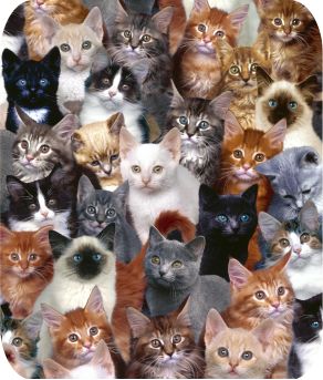 Cats, Kittens, Spay cats early, Cat Rescue, The Four Seasons of cat biology, Early spay is critical to reducing unwanted litters, Femail cats should be spayed, Male cats should be neutered, Spay cats as early as 8 weeks old, Spaying helps reduce the cat overpoplulation, Cats in winter, Cat in summer and fall