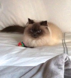 cats, Himilayan Cats, Caturday, Pet loss, Cat sitting, fluffy cats, cat pairs, Catstagram, Cats of the Internet, Brother & sister cats, Cats love beds,