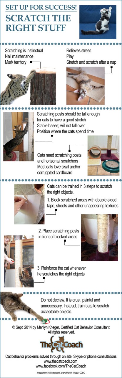 cats, declawed cats, tabby cats, Adopt don't shop, Cat rescue, Toronto, Toronto Animal Services, animal shelters, Don't Declaw cats, The Paw Project, Humane alternatives to declawing, must love cats, Ban declawing, Info graphic, Train cats to scratch the right stuff, The Cat Coach,  Soft Paws