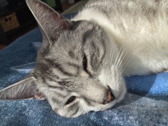 cats, Cats of instagram, Silver Tabby, Rescue cats, Cats napping, A cats life, Cats make everything better, Tuesdays Cats, Purr and Roar, Cat Telepathy