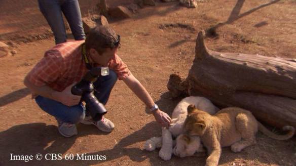 60 minutes, Expose on Canned Hunting, Global March For Lions, Lions, African Lions, Endangered Species, South Africas Lions, Canned Hunting, Cub Petting, Walking with Lions, Ban Canned Hunting, Ban cub petting, Ban Trophy Hunting, Lion Bone Trade, Campaign Against Canned Hunting Save Lions, Voice 4 the Pride, African Lion headed for extinction, Lion Aid, Bred for the bullet, Petted by Tourists, Killed by Tourists, The con in conservation, Lions are not Trophies, Killing is not conservation