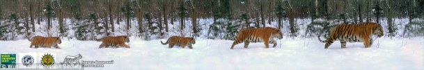 Tigers, Amur Tigers, Family Portrait of Amur Tigers, First ever photo to include an an adult male Amur tiger, Russia, Sikhote-Alin Biosphere Reserve, Wildlife Conservation Society, Endangered Tigers, Wildlife conservation, Save Tigers, Stop poaching of TIgers, Save Tiger Habitat 
