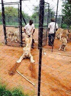 Global March For Lions, Lions, African Lions, Endangered Species, South Africas Lions, Canned Hunting, Cub Petting, Walking with Lions, Ban Canned Hunting, Ban cub petting, Ban Trophy Hunting, Lion Bone Trade, Campaign Against Canned Hunting Save Lions, Voice 4 the Pride, African Lion headed for extinction, Lion Aid, Bred for the bullet, Petted by Tourists, Killed by Tourists, The con in conservation, Lions are not Trophies, Killing is not conservation